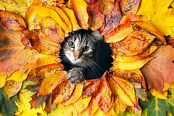 Animals, Autumn, Leaves, Cat, Pet HD wallpaper