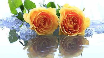 Flowers, Water, Roses, Ice, Reflection, Two HD wallpaper