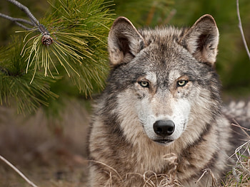 Animals, Wolfs HD wallpaper