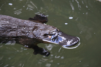 Endangered platypus, Bacteria-ridden cesspits, Species at risk, Dying population HD wallpaper
