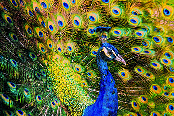 Peacock, blue, feather, paun, bird, green, pasare, beauty HD wallpaper