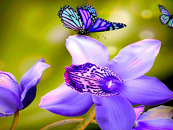 ORCHID & BUTTERFLY, butterfly, graphy, art, hop, flower, orchid HD wallpaper