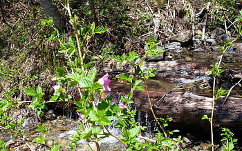 Lone Salmon Berry Blossom, flower, washington, , mountains, water, forest, blossom, stream HD wallpaper