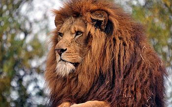 Animals, Muzzle, Lion, Predator, Mane HD wallpaper