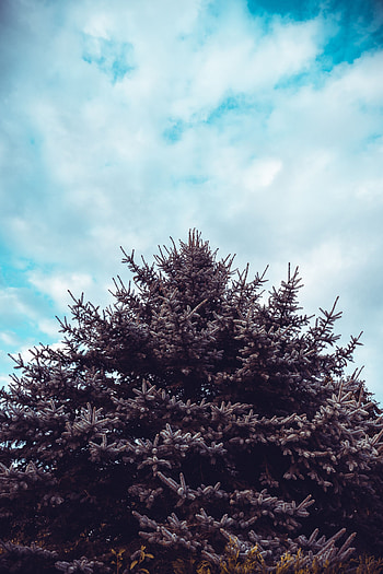 Nature, Sky, Needle, Wood, Tree, Fir, Spruce HD phone wallpaper