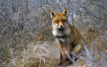 Animals, Grass, Fox, Sit HD wallpaper