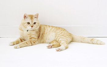 Animals, Cats HD wallpaper