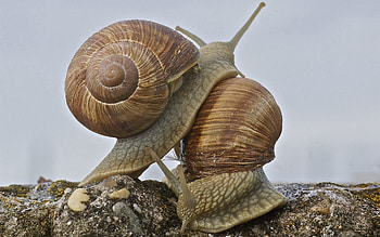 Animals, Snail, Carapace, Shell, Antennae, Tendrils HD wallpaper