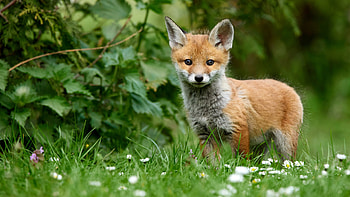 Brown, Puppy, Fox, Cub, Grass, Green, White, Flowers, Green, Leaves, Blur, Background, Animal Fox HD wallpaper