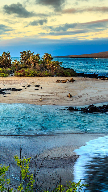 Top 7 dive sites, Galapagos HD phone wallpaper