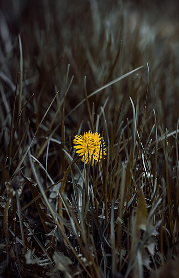 Flowers, Flower, Dandelion HD phone wallpaper