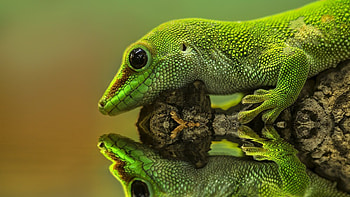 Gecko charm, Unique creature, Intricate designs, Fascinating reptile HD wallpaper