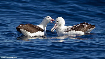 Albatross , Bird species collection, Aerial acrobat, Seabirds in their habitat HD wallpaper