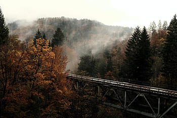 Nature, Trees, Autumn, Forest, Fog, Bridge HD wallpaper