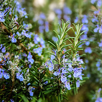 Common rosemary, Great gift, Quart pot, Outdoors HD phone wallpaper