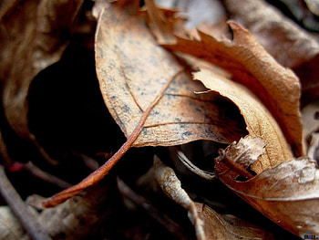 Plants, Autumn, Leaves HD wallpaper