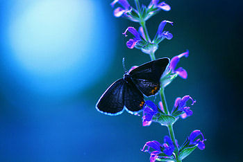 Butterfly Flower, butterfly, flowers, graphy HD wallpaper