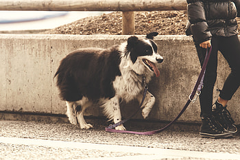 Animals, Dog, Leash, Stroll HD wallpaper