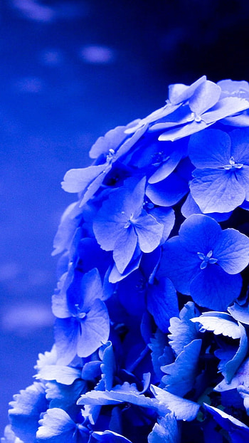 Blue Flowers, Hydrangea HD phone wallpaper