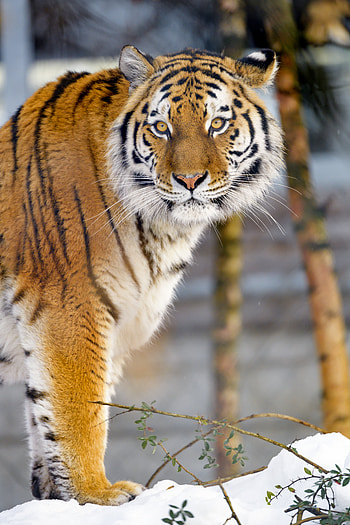 Animals, Big Cat, Sight, Opinion, Wildlife, Tiger, Animal HD phone wallpaper