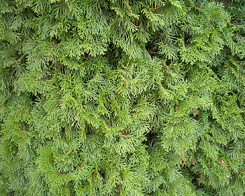 Garden 2, rtuszendi, garden HD wallpaper