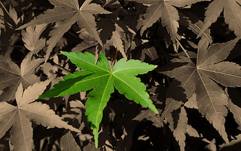 Nature, Bright, Sheet, Leaf, Color, Coloured HD wallpaper