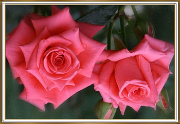 PRETTY ROSES, PRETTY, NATURE, ROSES HD wallpaper