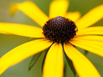 Yellow petals, nature, flowers, petals, yellow HD wallpaper