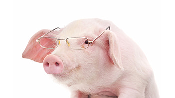 piggy , High-quality cuteness, Adorable snouts, Playful oinks HD wallpaper