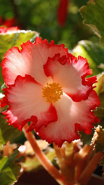 Begonia, Flower HD phone wallpaper