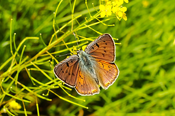 Close up, butterfly, insect HD wallpaper