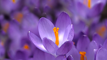 nature, crocus HD wallpaper