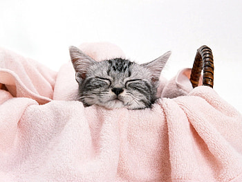 Animals, Kitty, Kitten, To Lie Down, Lie, Muzzle, Towel HD wallpaper