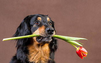 *** For you my sweet friend ***, animal, dog, animals, dogs, flowers, tulips HD wallpaper