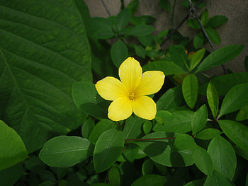 Nature, Leaves, Flower, Greens HD wallpaper