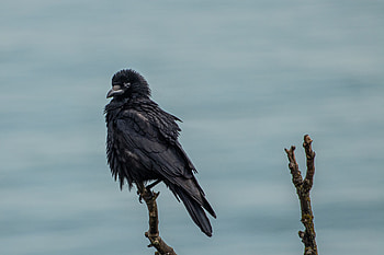 Animals, Bird, Branch, Crow HD wallpaper