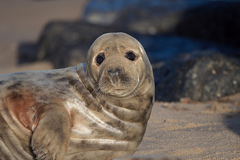 Animals, Sight, Opinion, Nice, Sweetheart, Fur Seal HD wallpaper