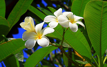 Flowers, Leaves, Bush, Greens, Sunny, Plumeria HD wallpaper