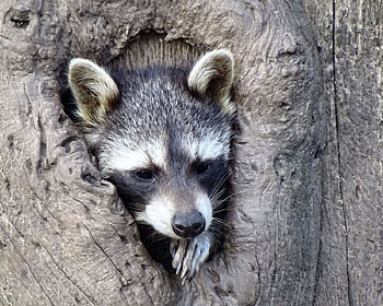 Raccoon in Tree Hollow, animal, graphy, raccoon, beautiful, tree, wide screen, wildlife, hollow HD wallpaper