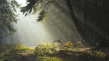 Landscape, Trees HD wallpaper