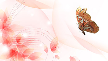 Petals and Wings, coral, glow, firefox persona, sparkles, spots, pink, butterfly, petals, smoke, flowers HD wallpaper