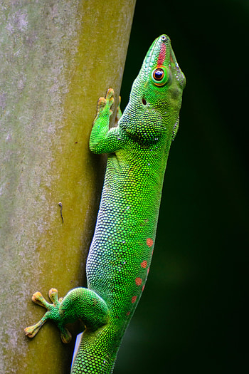 Animals, Lizard, Reptile, Scales, Scale HD phone wallpaper