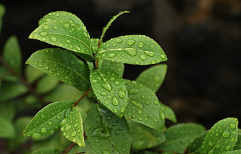 Leaves, Macro, Wet, Branch, Drop HD wallpaper
