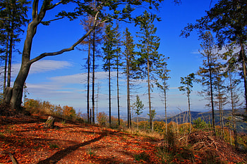 Nature, Trees, Grass, Sky, Autumn, Forest HD wallpaper