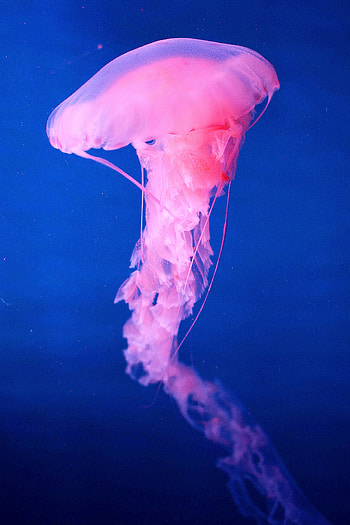 Animals, Pink, Jellyfish, Underwater World HD phone wallpaper