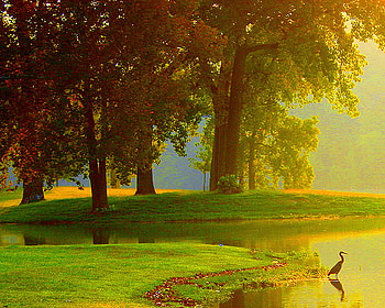 Morning splendor, mist, sunlight, bird, trees, grass, lake HD wallpaper