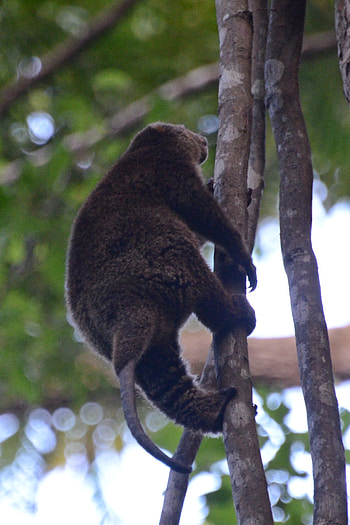 Bear cuscus, Media encyclopedia, Mammal species, Wildlife research HD phone wallpaper