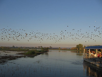 Birds on the horizon, horizon, river, grass, dock HD wallpaper
