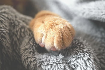 Adorable cat paw resting on a cozy, fuzzy blanket. Perfect for pet lovers. HD wallpaper