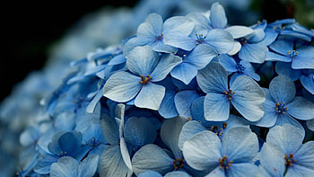 Plant, Macro, Light, Petals, Light Coloured, Shallow, Small HD wallpaper